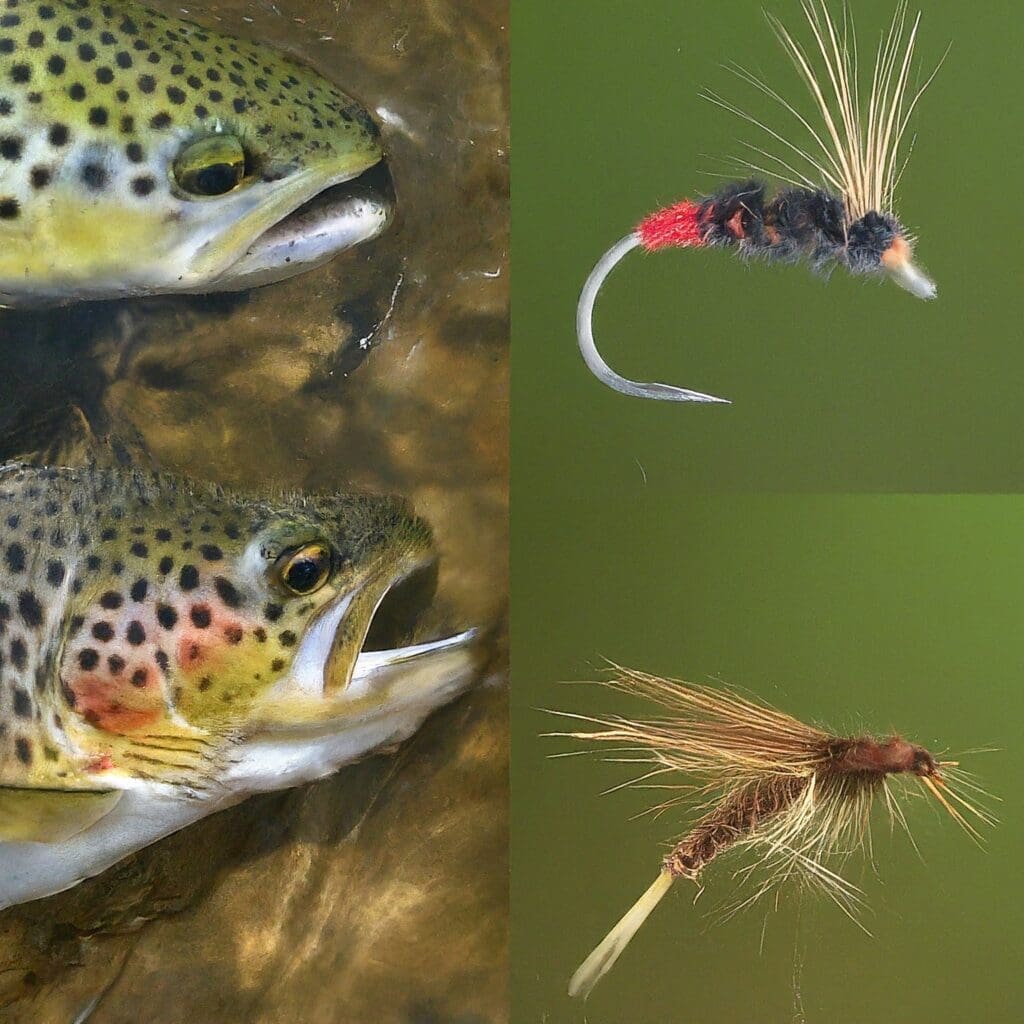 Bow River Hatch Chart: Emergent Midget and Nymph Midget that browns love.