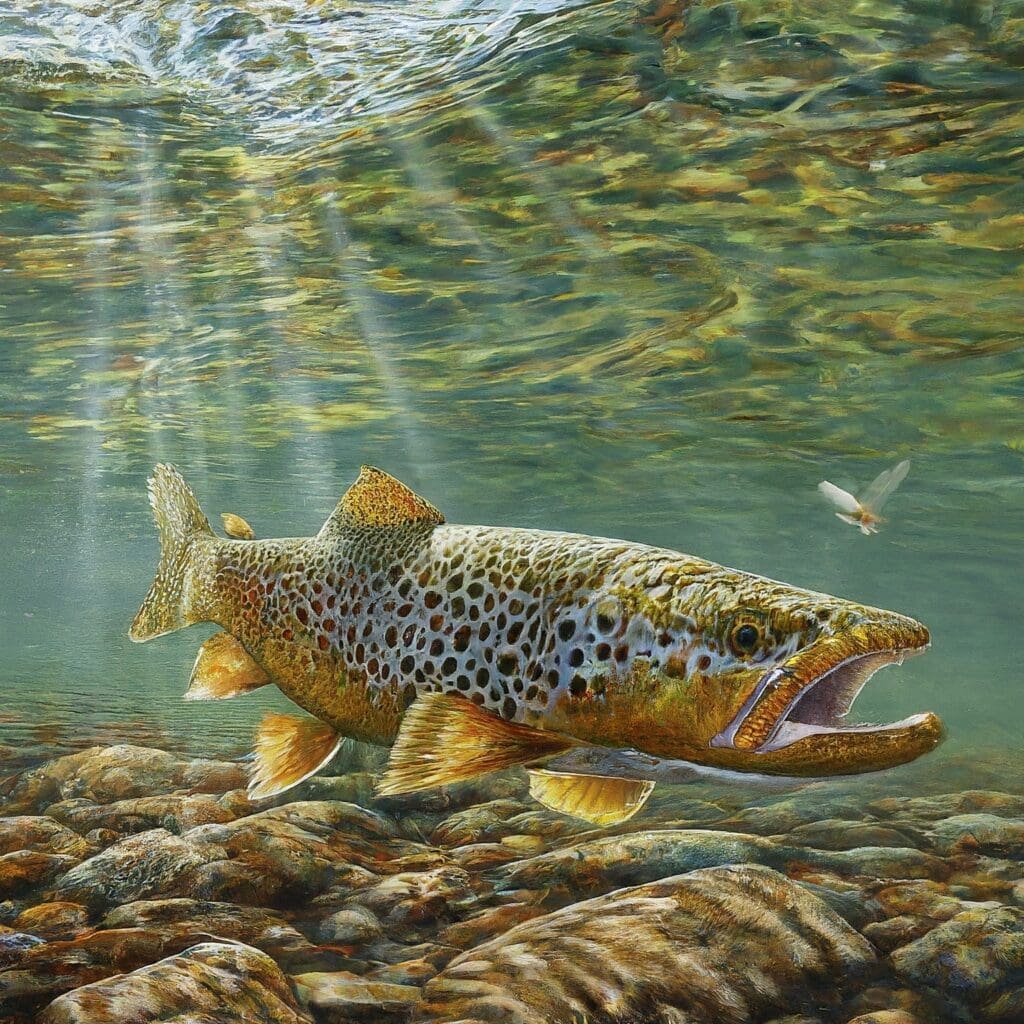 A large brown trout targets PMDs during the Bow River hatch, embodying summer's essence.