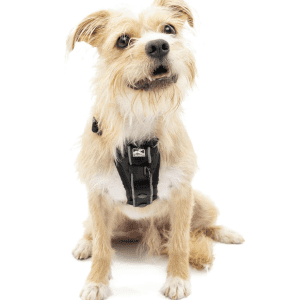 Small dog wearing a padded black Kurgo Tru-Fit Smart Harness designed for car safety.