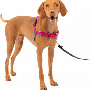 Dog wearing a pink PetSafe Easy Walk Harness, designed to prevent pulling during walks.